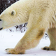 Illustration for article titled I Looked A Wild Polar Bear In The Eye